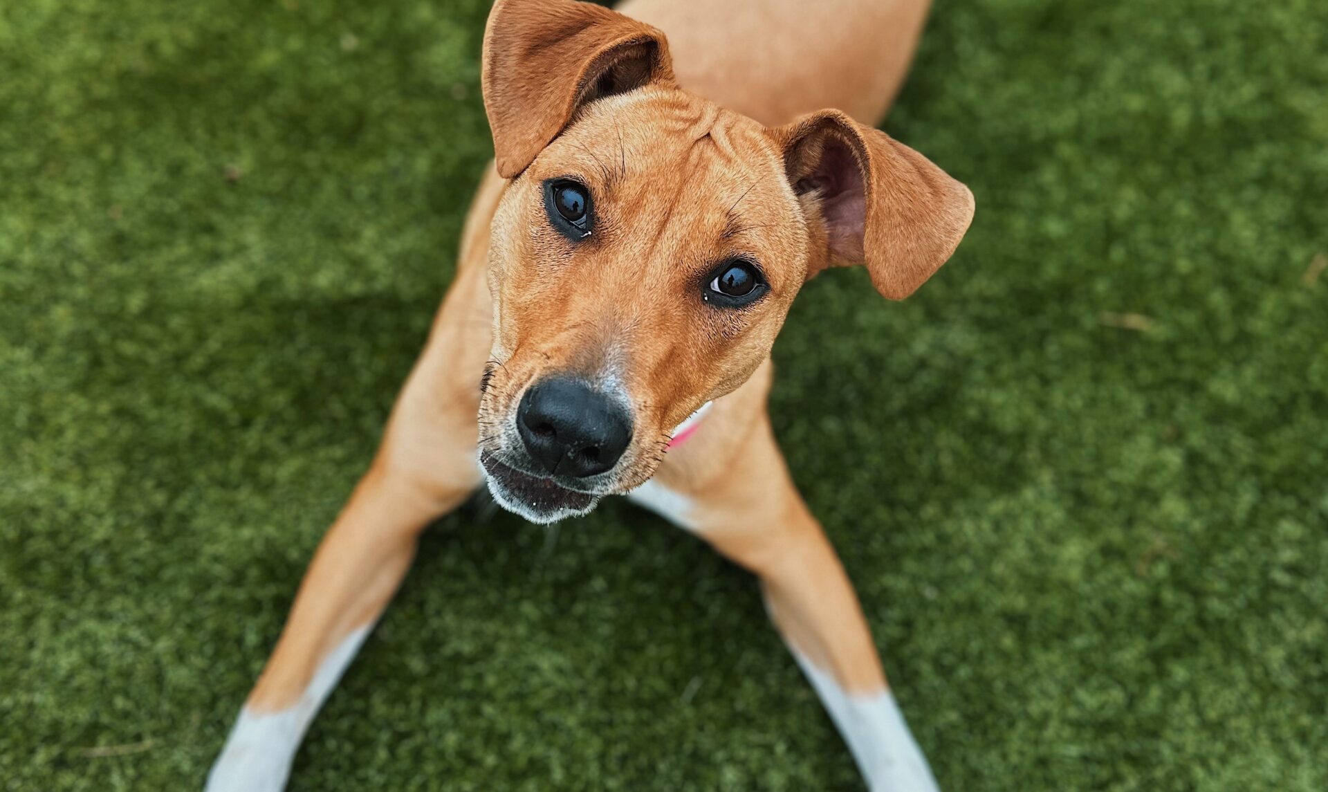 Sponsorship Form PAWS For WCDS Sponsorship form paws for wcds