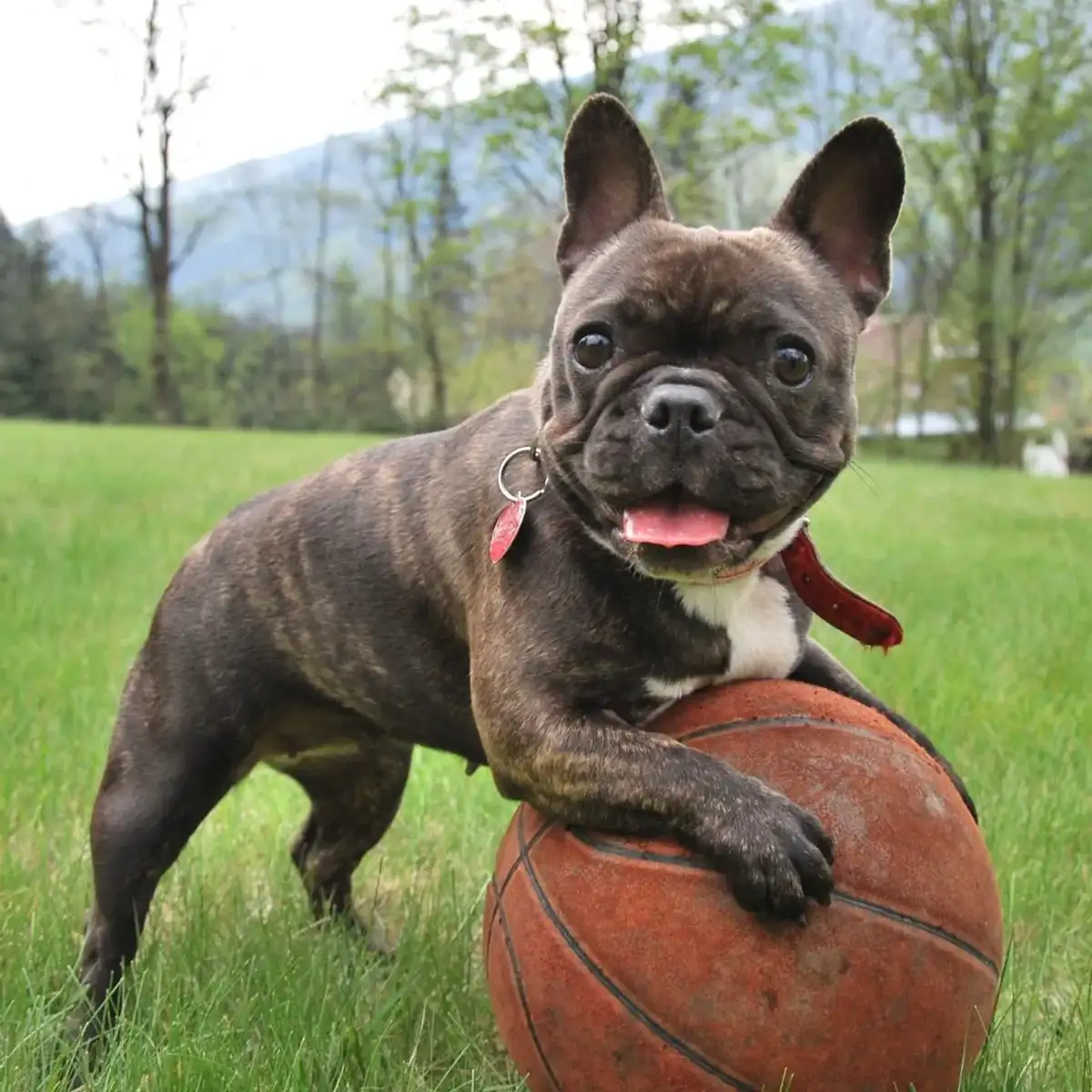 Picture of Partner With PAWS Sponsorship Program