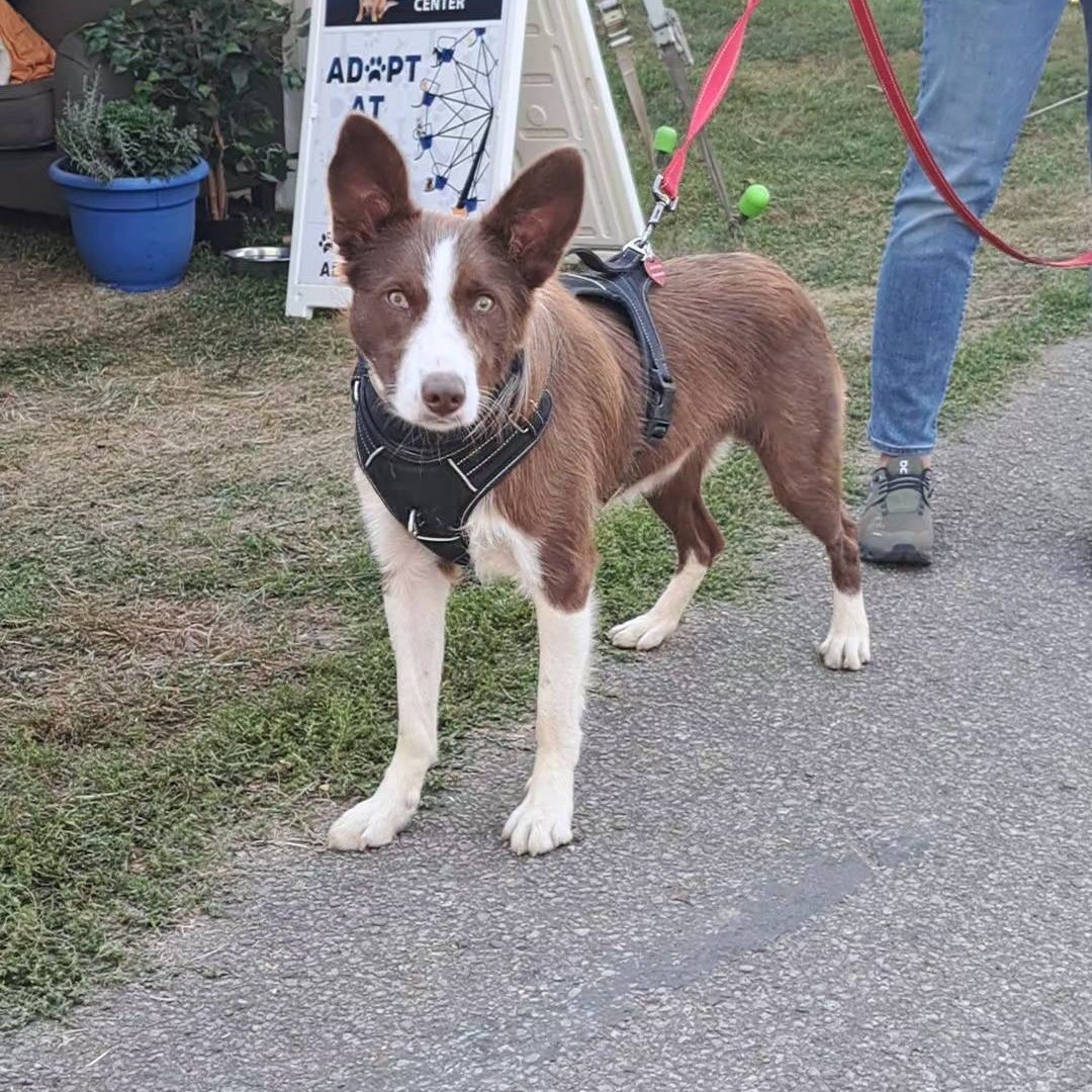 Dog picture on PAWS Sponsorship page