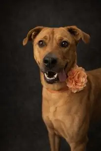 tan dog with tongue hanging out with black background